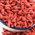 AD drying red goji berries wolfberries fruit